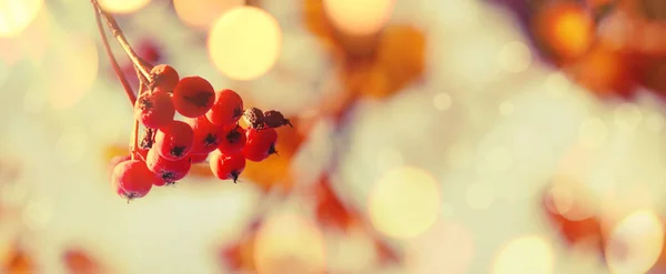 Autunno Sfondo Naturale Con Bacche Arancia Cielo Blu Paesaggio Autunnale — Foto Stock