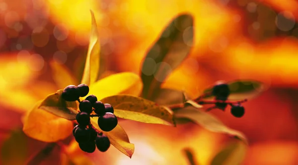 Herbst Natürlichen Hintergrund Mit Schwarzen Beeren Und Orangefarbenem Laub Herbst — Stockfoto