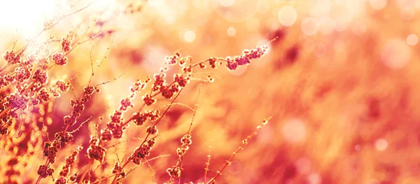 Autumn natural bokeh background with dry plants, golden yellow sunny landscape, banner, place for text — Stock Image Autumn Natural Bokeh Background Dry Plants Golden Yellow Sunny Landscape Royalty Free Stock Images
