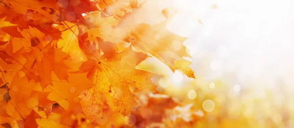 オレンジ色のカエデの葉 秋の明るい風景 バナー テキストのための場所と秋の自然の背景 — ストック写真