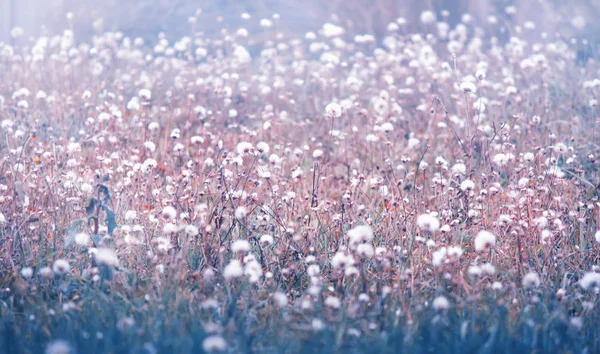 Flores Silvestres Blancas Amanecer Fondo Natural Otoño Tonos Azules Paisaje —  Fotos de Stock