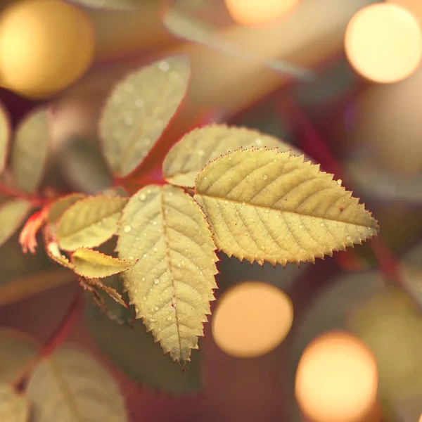 Herbst Natürlichen Bokeh Hintergrund Mit Gelben Blättern Und Goldenen Sonnenlichtern — Stockfoto