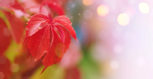 Autumn Natural Bokeh Background Red Leaves Fall Landscape Banner Place — Stock Photo, Image