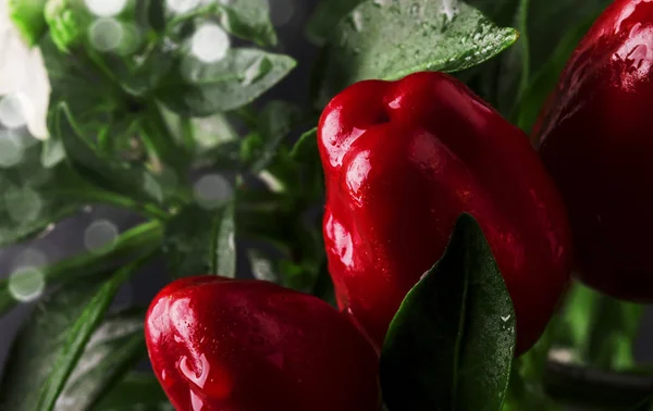 Pimenta Vermelha Quente Arbusto Com Gotas Orvalho Fundo Natural Tiro — Fotografia de Stock