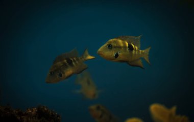 Sarı akvaryum balık yakın çekim mavi bir arka plan üzerinde suda