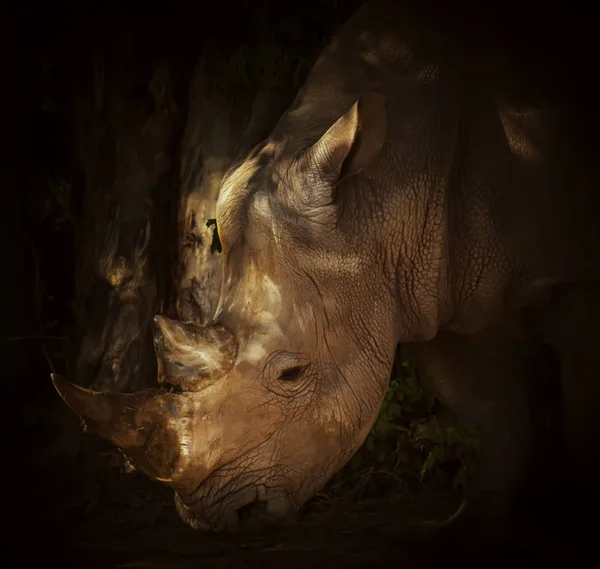 Vit Noshörning Porträtt Mörk Bakgrund Närbild Oigenkännlig Plats Selektivt Fokus — Stockfoto
