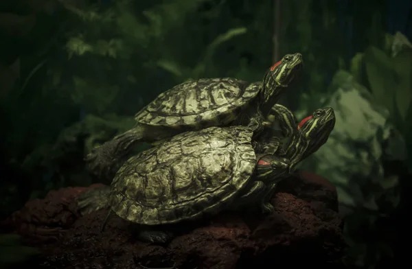 Three turtles on a green background, unrecognizable place