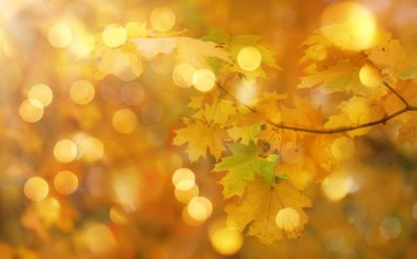 Sonbahar portakal yaprakları bulanık gökyüzünde, sonbahar doğa arka planında Bokeh ile