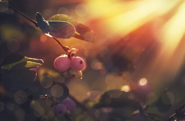 Autunno Sfondo Naturale Sfocato Con Bacche Rosa Bagliore Sole Bokeh — Foto Stock