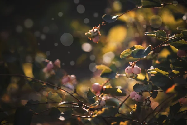 Jesień Niewyraźne Naturalne Tło Różowymi Jagodami Pochodni Słońca Bokeh — Zdjęcie stockowe