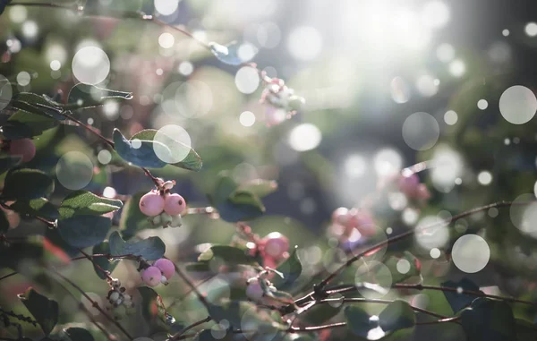 Autunno Sfondo Naturale Sfocato Con Bacche Rosa Bagliore Sole Bokeh — Foto Stock