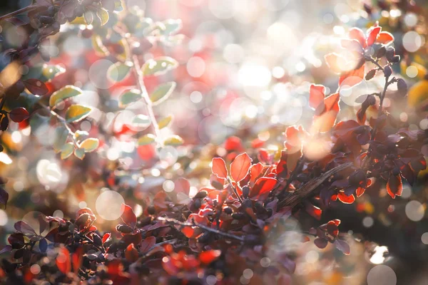 Jesienna Natura Niewyraźne Tło Krajobraz Czerwonymi Listwami Pochodnią Słońca — Zdjęcie stockowe