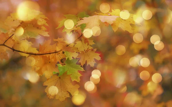 Autumn Orange Leaves Blurred Sky Autumn Nature Background Bokeh — Stock Photo, Image