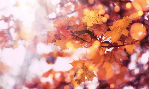 Autumn Orange Leaves Blurred Sky Autumn Nature Background Bokeh — Stock Photo, Image