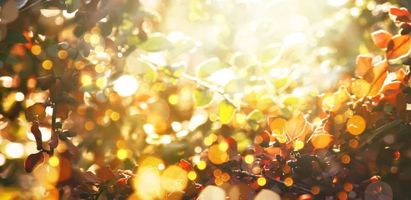 Herbst Natur Verschwommenen Hintergrund Landschaft Mit Roten Blättern Und Sonneneruption — Stockfoto