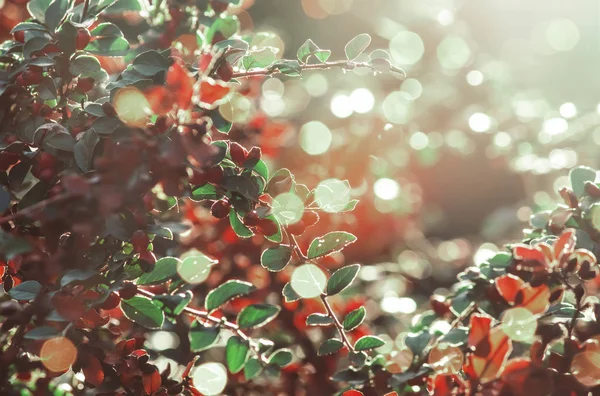 Осіння Природа Розмитий Фон Пейзаж Червоним Листям Сонячним Сяйвом — стокове фото