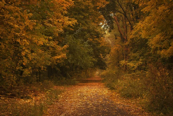 Jesienny Krajobraz Pochmurno Deszczowa Mglisty Dzień Parku Selektywny Fokus — Zdjęcie stockowe