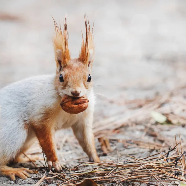 Roodgrijze Eekhoorn Verbergt Noten Het Herfstpark Het Gras Rood Grijs — Stockfoto