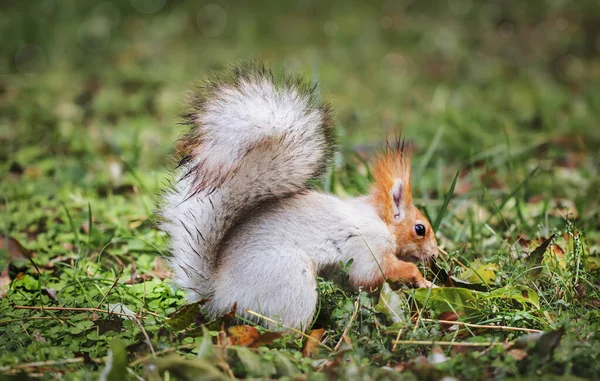 Ardilla Gris Roja Esconde Nueces Parque Otoño Hierba Retrato Ardilla — Foto de Stock