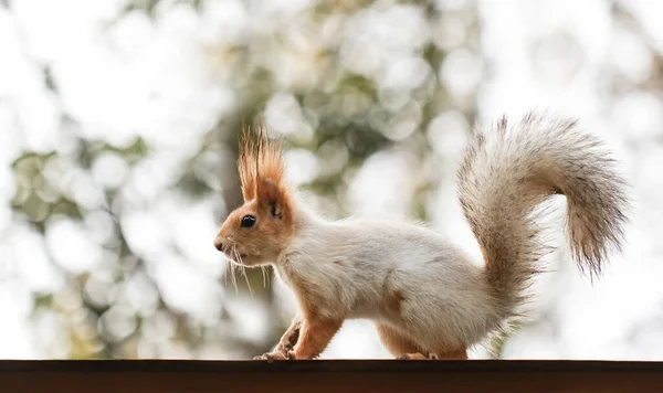 Eekhoorn Het Herfstpark Rood Grijs Eekhoornportret Close — Stockfoto