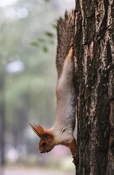 Esquilo Parque Outono Vermelho Cinza Esquilo Retrato Perto — Fotografia de Stock