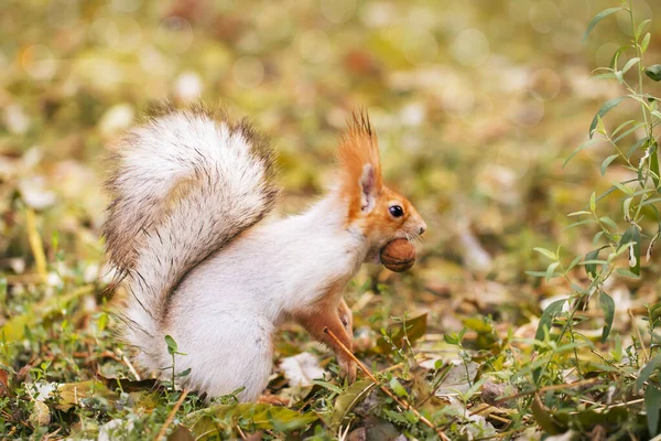 Κόκκινο Γκρι Σκίουρος Κρύβει Καρύδια Στο Πάρκο Φθινόπωρο Στο Γρασίδι — Φωτογραφία Αρχείου