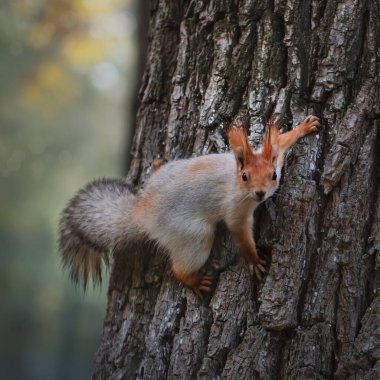 Squirrel in the autumn park. Red gray squirrel portrait close up clipart