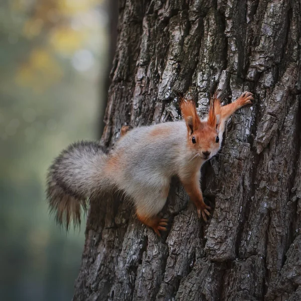 Squirrel Autumn Park Red Gray Squirrel Portrait Close — Stock Photo, Image