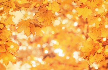 Sonbahar portakal yaprakları bulanık gökyüzünde, sonbahar doğa arka planında Bokeh ile