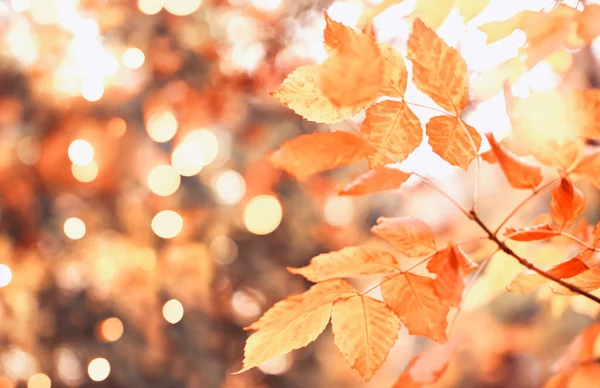 Blurred Autumn Landscape Nature Background Yellow Orange Trees Cloudy Foggy — Stock Photo, Image