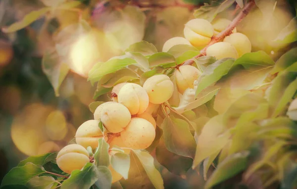 Albicocche Dolci Ramo Vendemmia Estiva Fondo Verde Naturale — Foto Stock