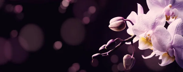 Orquídea Lila Cerca Sobre Fondo Luces Bokeh Oscuras Banner Panorámico —  Fotos de Stock