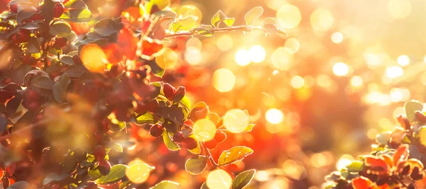 Осенью Природа Размыла Фон Пейзаж Красными Листьями Солнечной Вспышкой Панорамный — стоковое фото