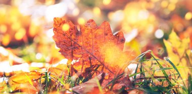 Sonbahar arkaplanı düşmüş akçaağaç yaprakları ve günbatımında çimlerle bokeh ışıkları, afiş