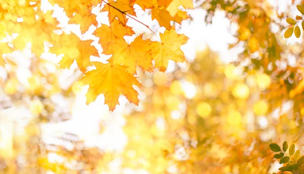 オレンジ 黄色の葉と黄金の太陽の光 自然のボケと秋の背景 コピースペースと秋の自然景観 — ストック写真