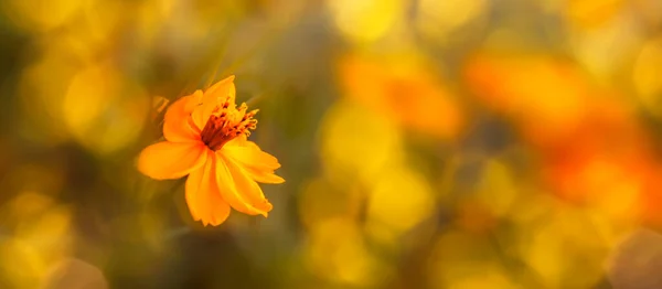 Verão Desfocado Fundo Outono Com Flor Amarela Luz Sol Bela — Fotografia de Stock