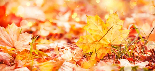 Autumn Background Maple Leaves Grass Sunset — Stock Photo, Image