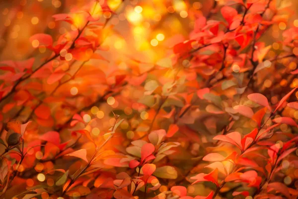 Fondo Natural Otoño Con Hojas Rojas Otoño Paisaje Brillante Bandera — Foto de Stock