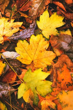 Sonbahar arkaplanı düşmüş akçaağaç yaprakları ve günbatımında bokeh ışıklarıyla çimenler