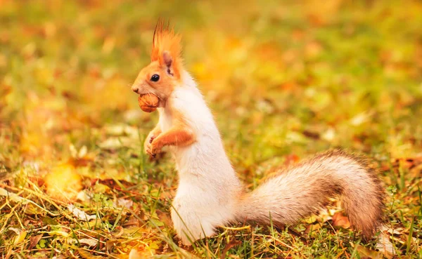 Ardilla Gris Roja Esconde Nueces Parque Otoño Hierba Retrato Ardilla — Foto de Stock