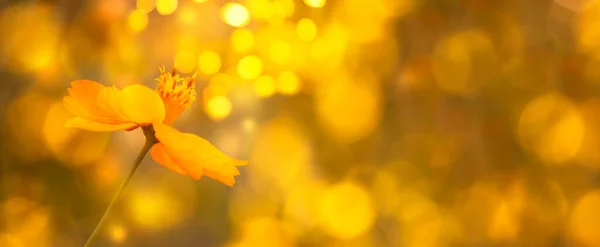 Sløret Sommer Efterår Baggrund Med Gul Blomst Sollys Smuk Natur - Stock-foto