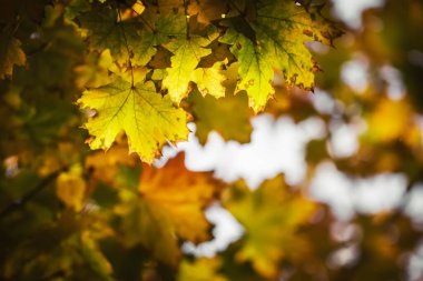 Sonbahar arkaplanı kırmızı, turuncu, sarı yapraklar ve altın güneş ışıkları, doğal bokeh. Fotokopi alanı ile tabiat manzarasını düşür