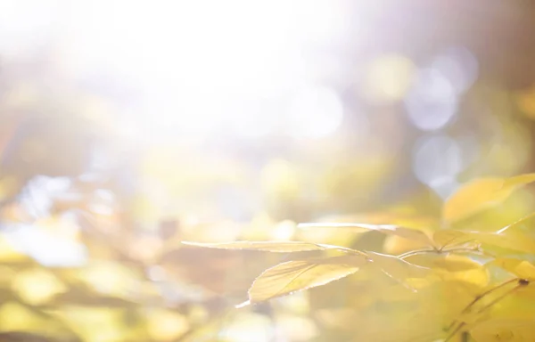 Blurred Autumn Landscape Nature Background Yellow Orange Trees Cloudy Foggy — Stock Photo, Image