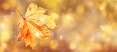 Turuncu akçaağaç yaprağıyla sonbahar doğal arkaplanı, parlak manzarası, afişi, yazı için yeri