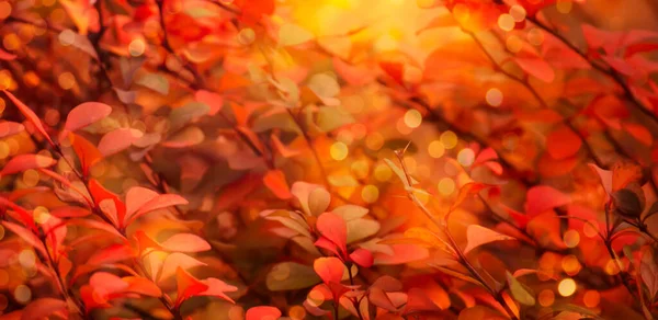 Autunno Sfondo Naturale Con Foglie Rosse Caduta Paesaggio Luminoso Banner — Foto Stock