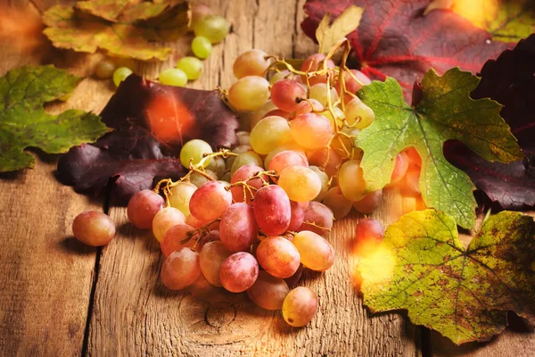 Roze Herfst Druiven Met Rood Paars Groene Bladeren Rustieke Stilleven — Stockfoto
