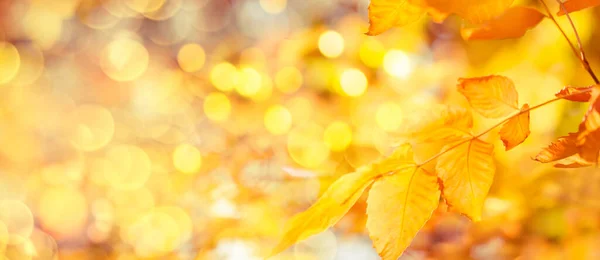 Autumn Background Orange Yellow Leaves Golden Sun Lights Natural Bokeh — Stock Photo, Image