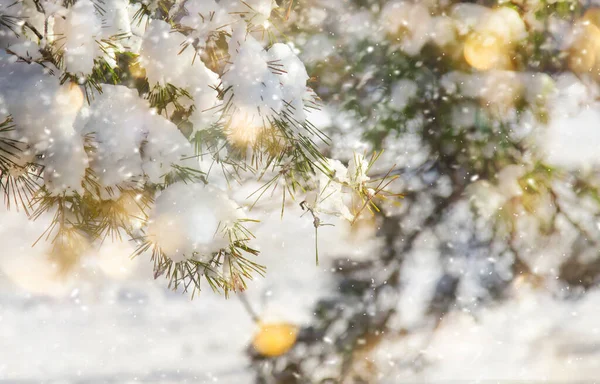 Gott Nytt Och God Jul Bakgrund Med Snow Pine Filialer — Stockfoto