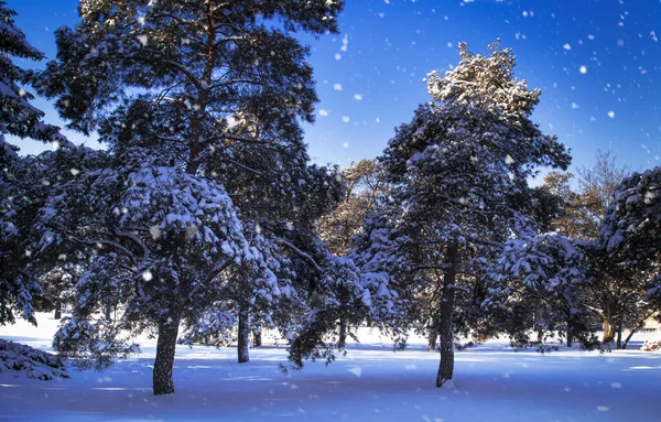 Prachtig Winterlandschap Met Besneeuwde Dennen Dennenbomen Blauwe Lucht Ijskoud Overdag — Stockfoto