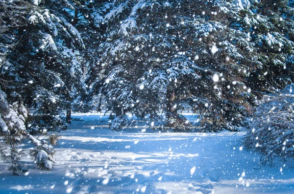 Maravilloso Paisaje Invernal Con Pinos Abetos Nevados Cielo Azul Frío —  Fotos de Stock
